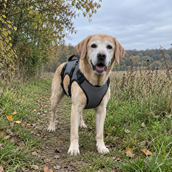Älterer heller Labrador mit grauer Schnauze im Treupfote-Mobilitätsgeschirr auf einem Feldweg