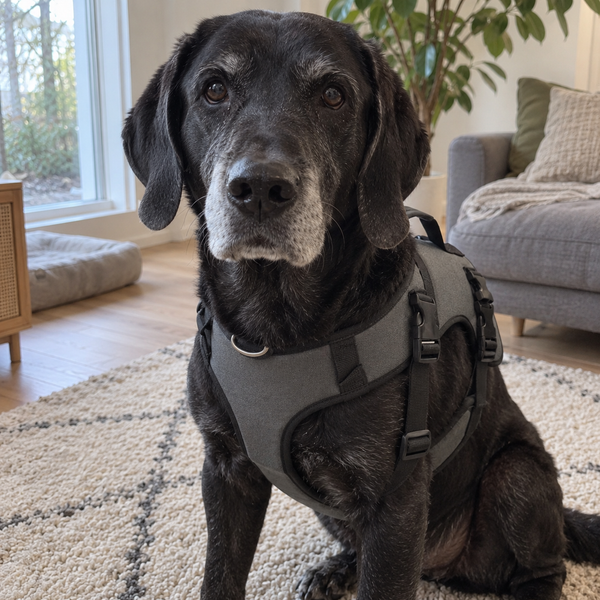 Älterer schwarzer Labrador mit grauer Schnauze sitzt im Treupfote-Mobilitätsgeschirr im Wohnzimmer