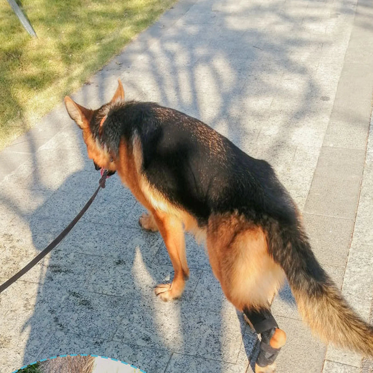 Hund mit Treupfote Hundebandage am Hinterbein auf dem Spaziergang