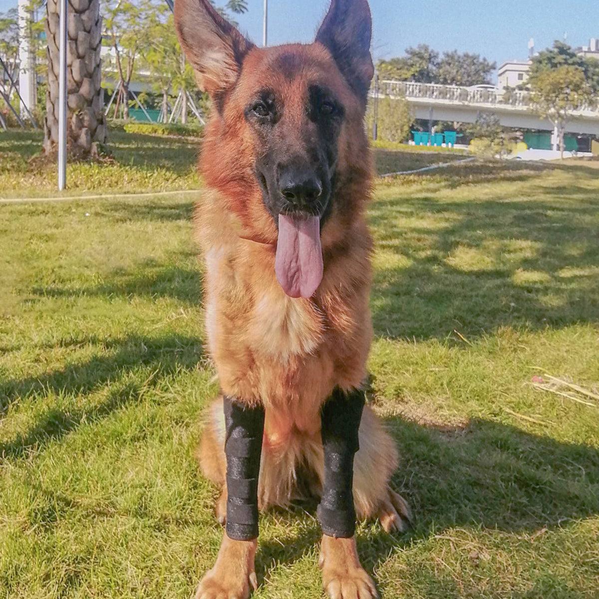 Schäferhund sitzt mit Treupfote Hundebandagen an beiden Vorderbeinen