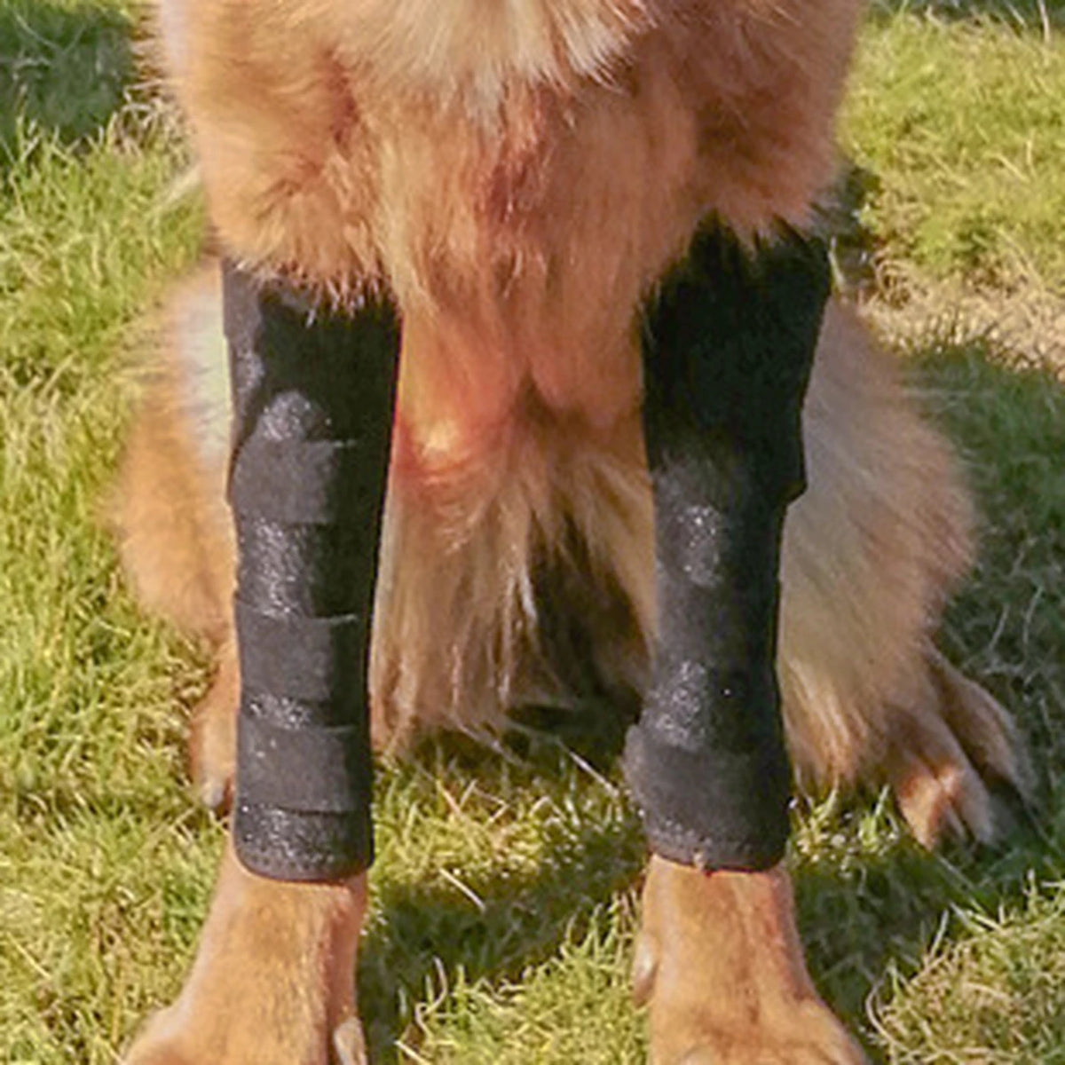 Vorderbeine eines Hundes mit angelegten Treupfote Hundebandagen, Messstellen markiert