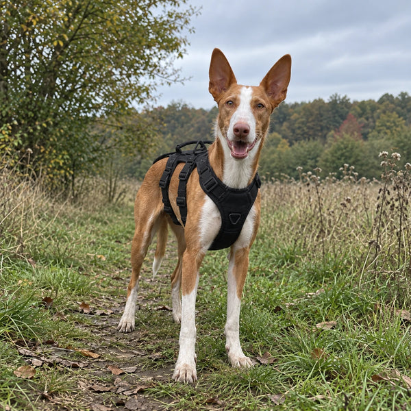 Podenco steht im schwarzen Treupfote-Geschirr auf einem Feldweg