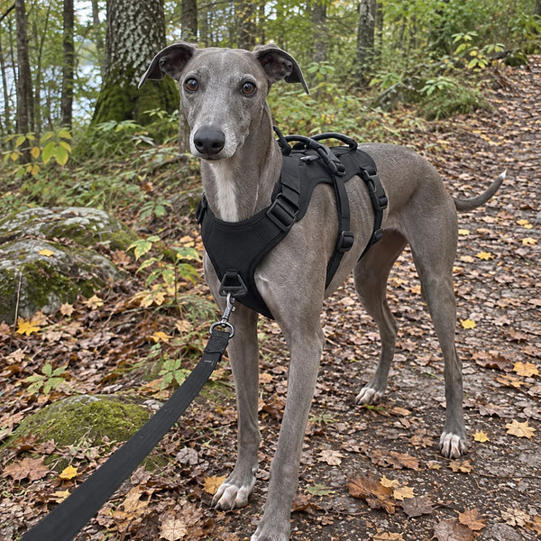 Whippet läuft im Treupfote-Geschirr an der Leine über einen Waldweg