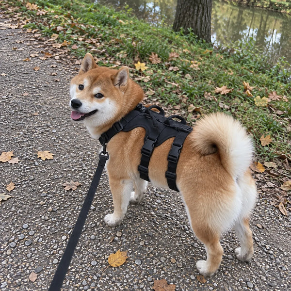 Shiba Inu geht im Treupfote-Geschirr an der Leine am Ufer entlang
