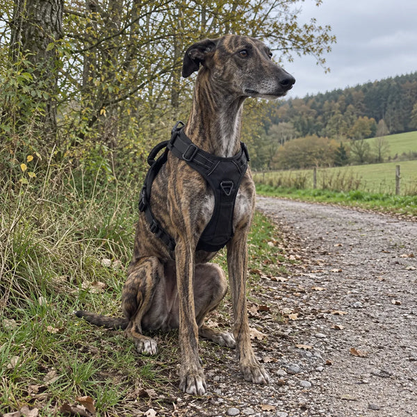 Gestromter Windhund sitzt im Treupfote-Geschirr auf einem Feldweg