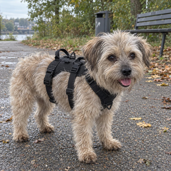 Kleiner Terrier-Mischling steht im Treupfote-Geschirr auf einem nassen Parkweg