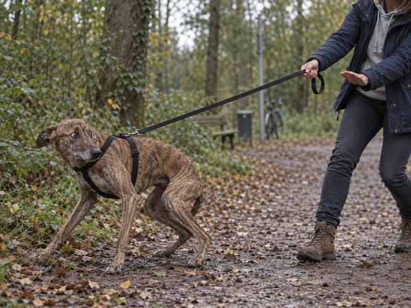Hund windet sich rückwärts aus einem einfachen Zweigurt-Geschirr